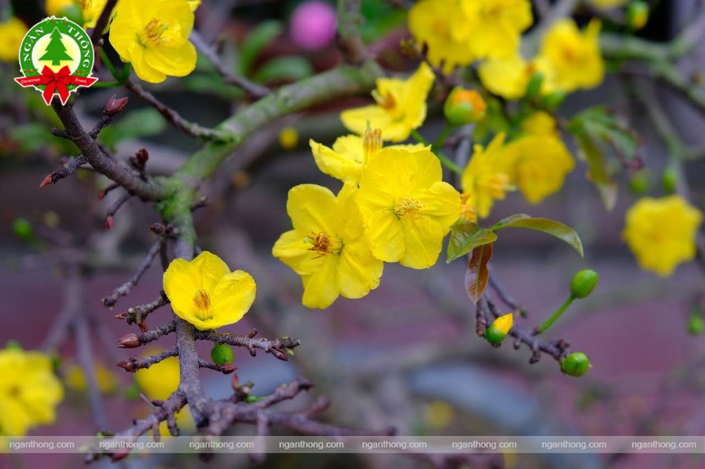 trang trí cây mai tết