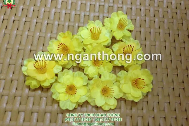 bong-hoa-mai-gia-gan-cay