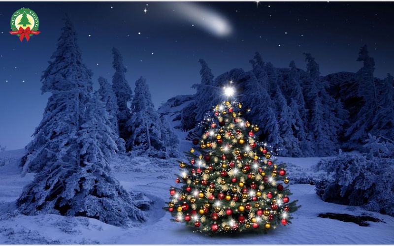 Cây Thông Noel Bắt Nguồn Từ Đâu? Bí Mật Nguồn Gốc Và Ý Nghĩa