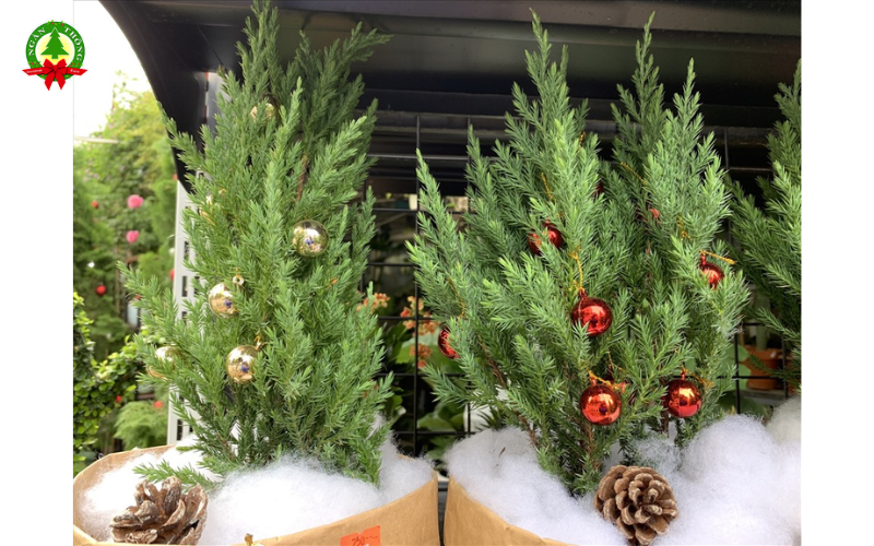 Mua cây thông Noel giá rẻ tại TPHCM đẹp, nhiều mẫu 2026